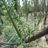 Hevea brasiliensis (Willd. ex A.Juss.) Müll.Arg.